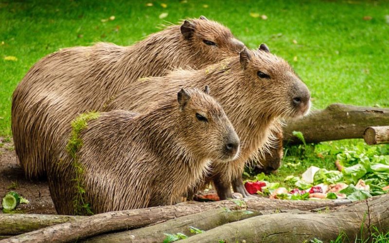 great capybara names