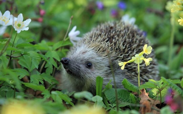 Browse 1140 Hedgehog Names with Detailed Meanings