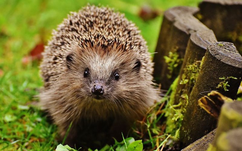 hedgehog names from movies