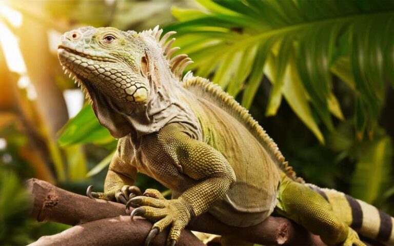 1020 Iguana Names with Meanings to Inspire You