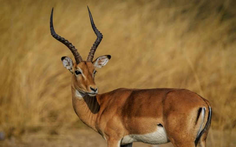 mountain gazelle names