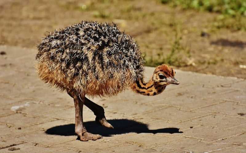 ostrich baby name