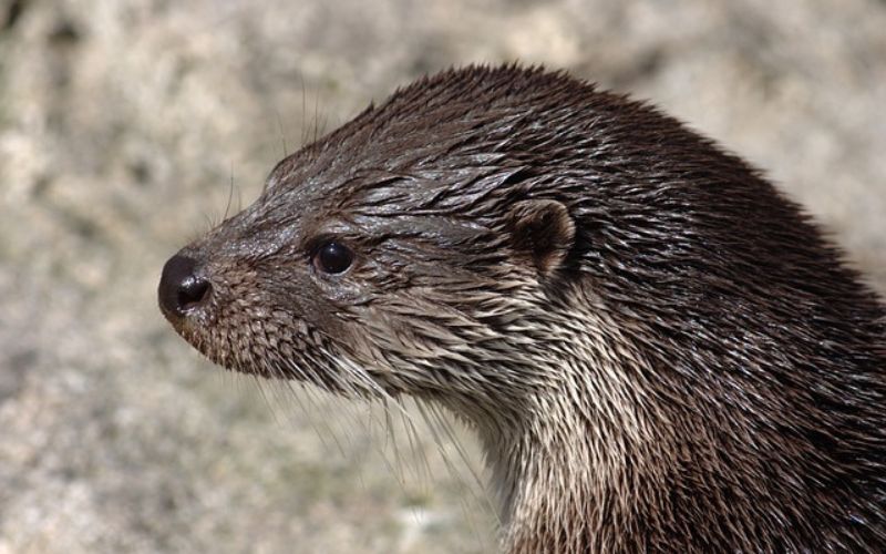 otter common name