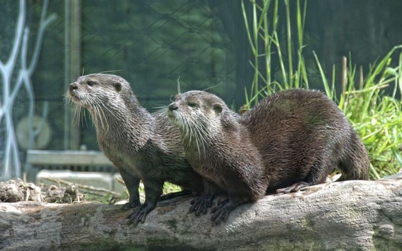 otter names ark