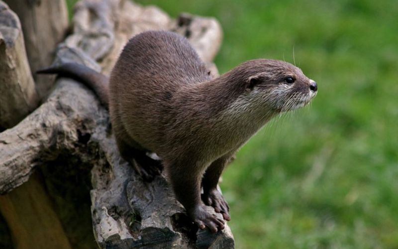 otter names