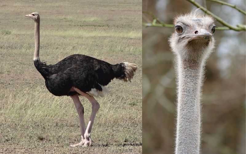 pet ostrich names