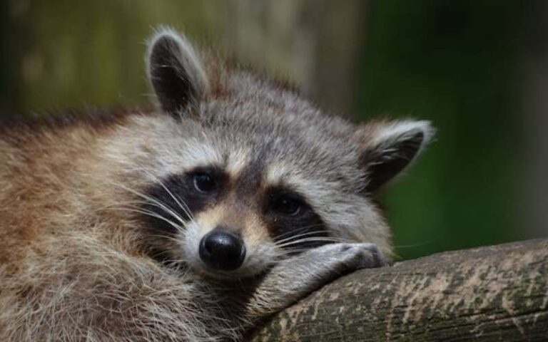 1080 Raccoon Names with Meanings: From Classic to Quirky