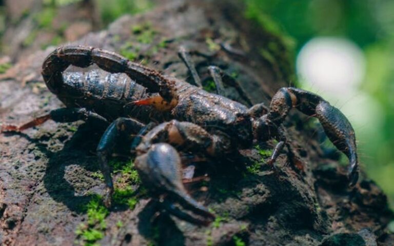 Scorpion Names: 900 Unique Titles and Their Meanings