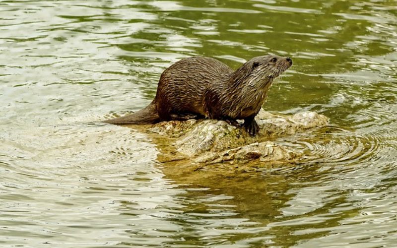 sea otter names