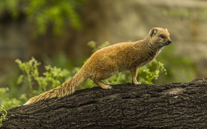 small Mongoose Names