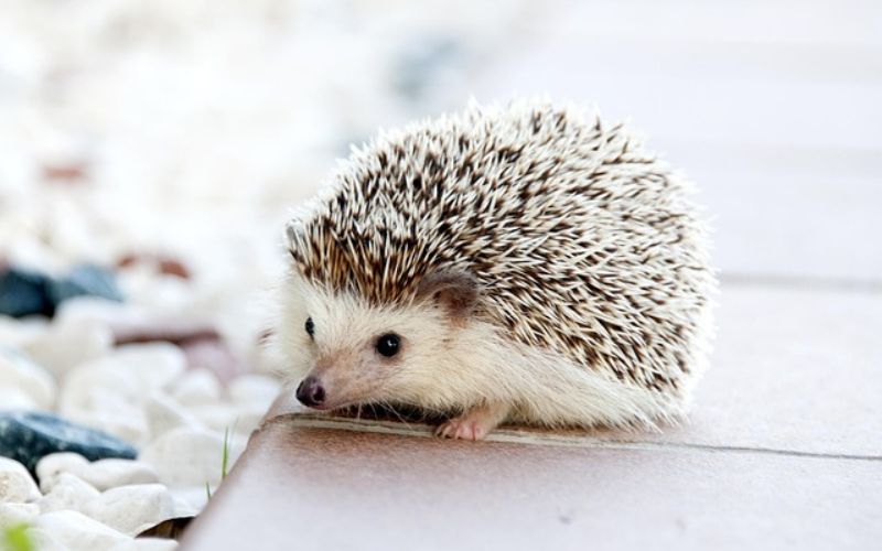 unique girl hedgehog names