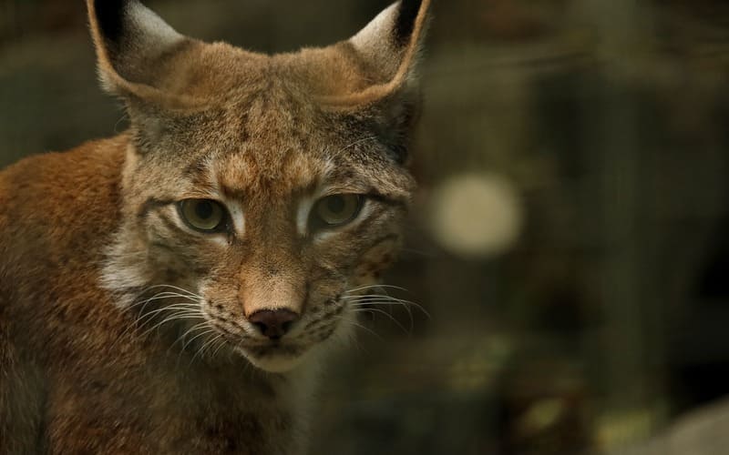 Baby Lynx Names