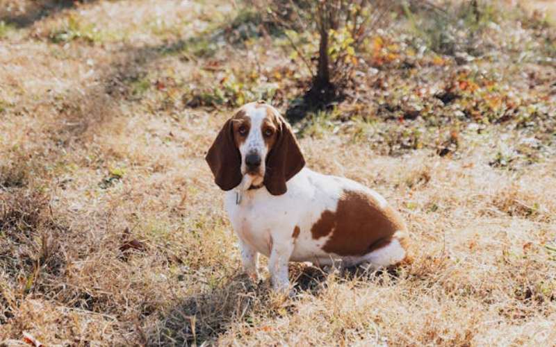 Basset Hound names from movies