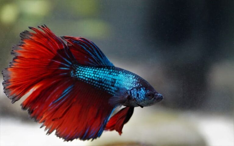 600 Beautiful Betta Fish Names for Your Flowy Pet