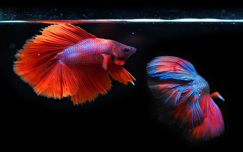 Betta Fish Names by Color Male