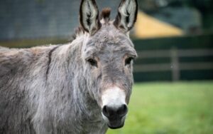 660 Delightful Donkey Names with Their Meanings and Origins - Name Doa