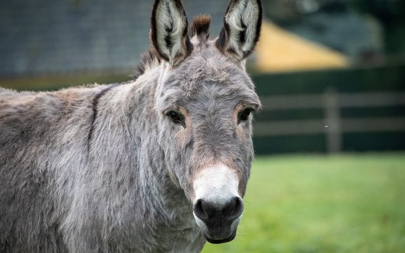 Biblical Donkey Names