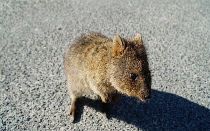 Common Quokka Names