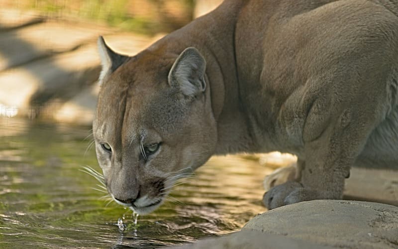 Cougar Name Generator