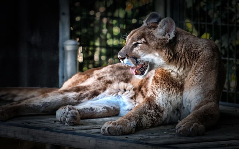 Cougar Names Male