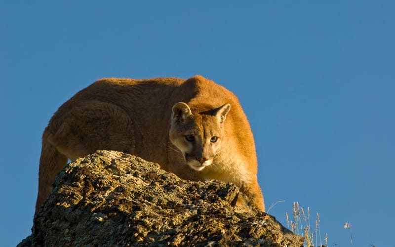 Cougar Names