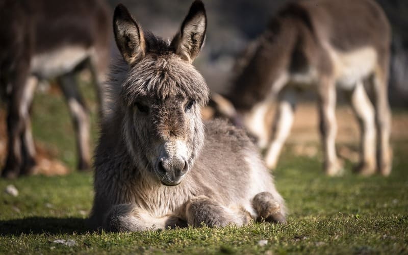 Donkey Names Girl