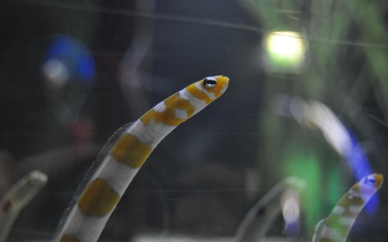 Eel Name Ideas