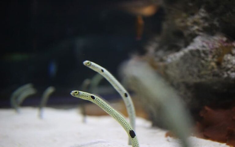 630 Unique Eel Names: Captivating Choices