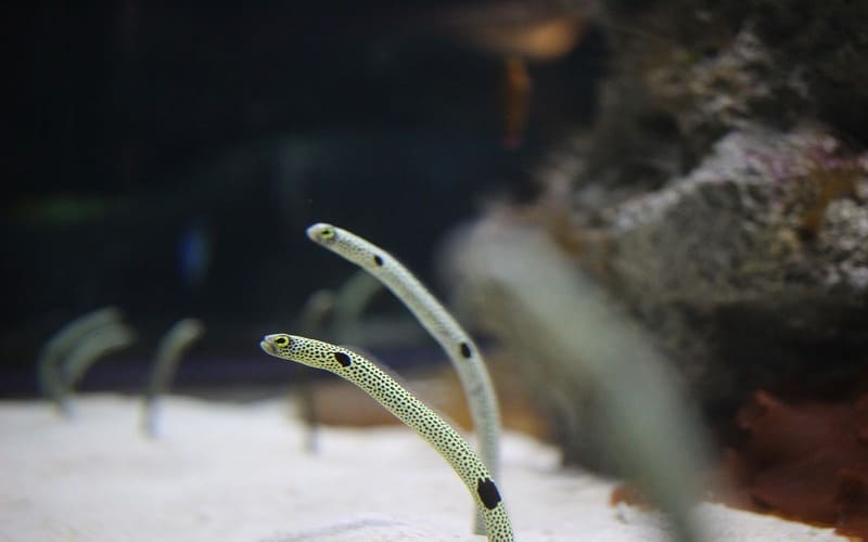 Eel Names