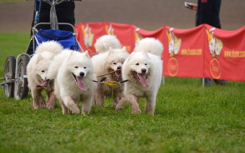 Exotic Samoyed Names