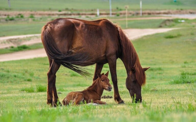 570 Inspiring Female Horse Names for Your Mare