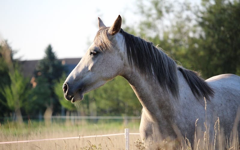 Female Horse Names Grey