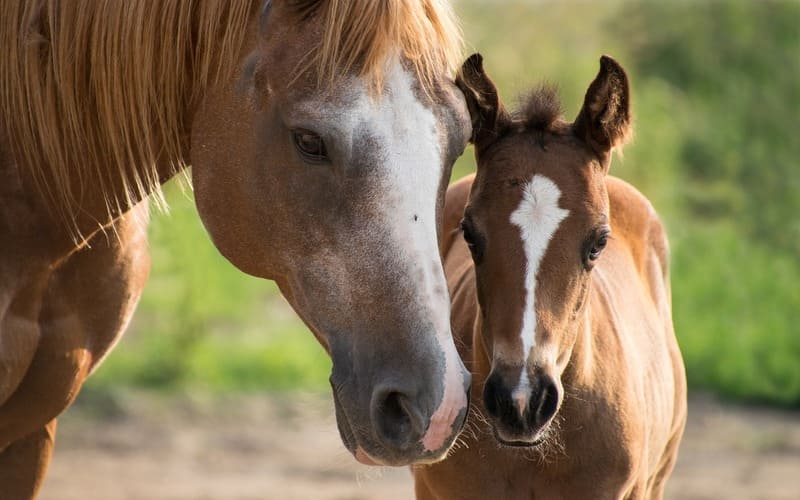 Female Horse Names RDR2