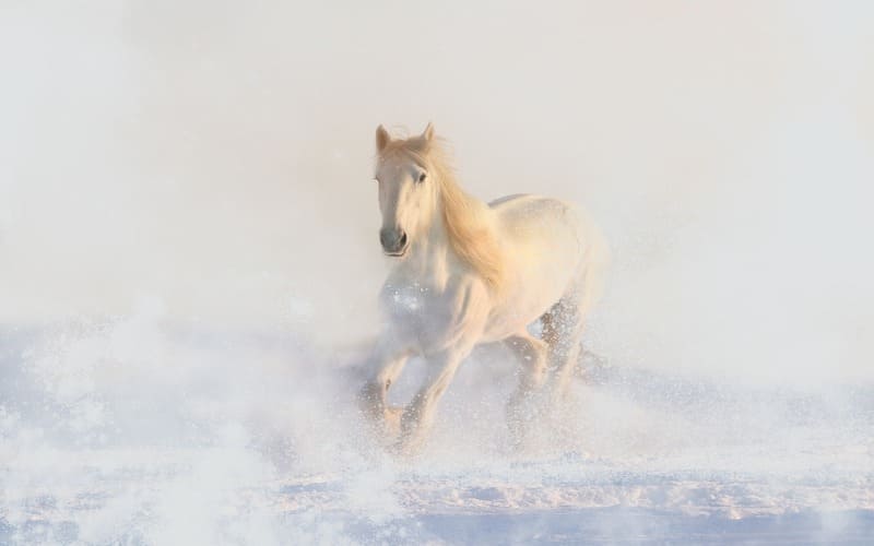 Female Horse Names Unique