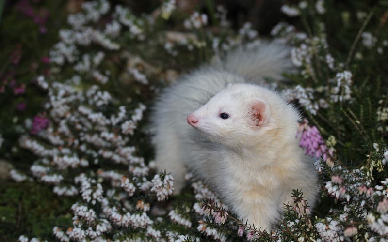 Ferret Names Girl