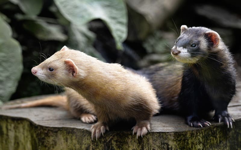 Ferret Names for Pairs