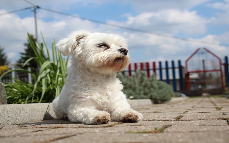 Good Maltese Names