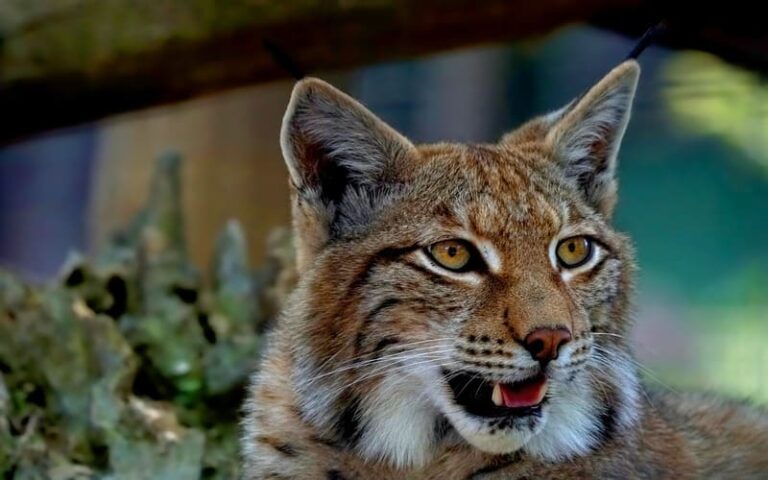 600 Lynx Names: Unique Choices for Your Feline Friend