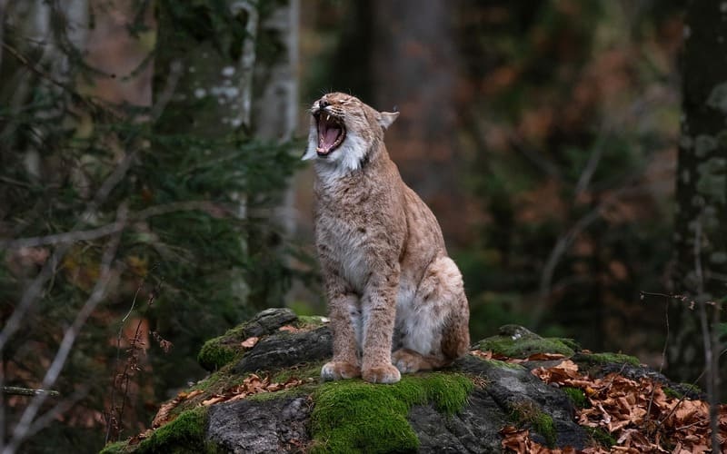 Lynx Names Male