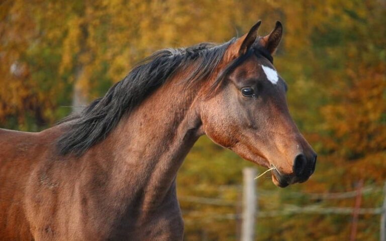 570 Perfect Male Horse Names for Your Stallion