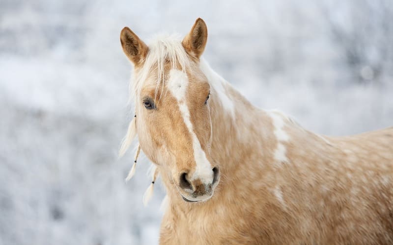 Male Horse Names Starting with B