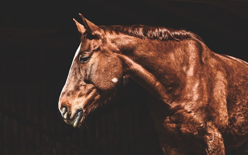 Male Horse Names Western