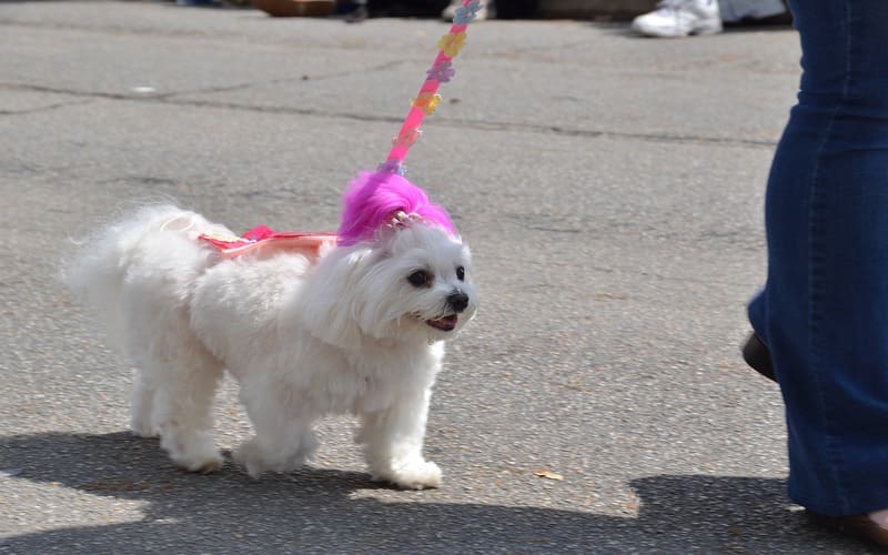 Maltese Names Female