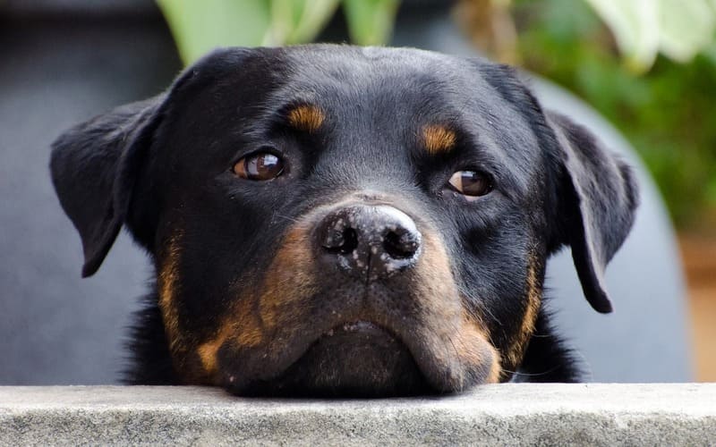 Popular Names for Rottweilers