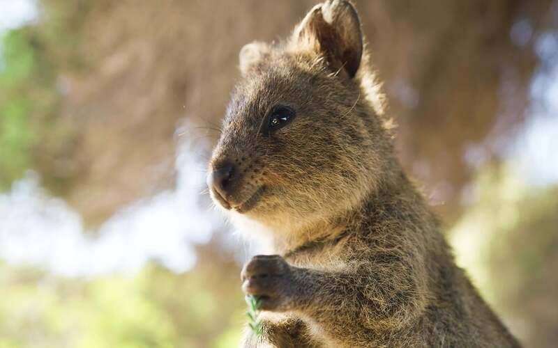 Quokka Name Ideas