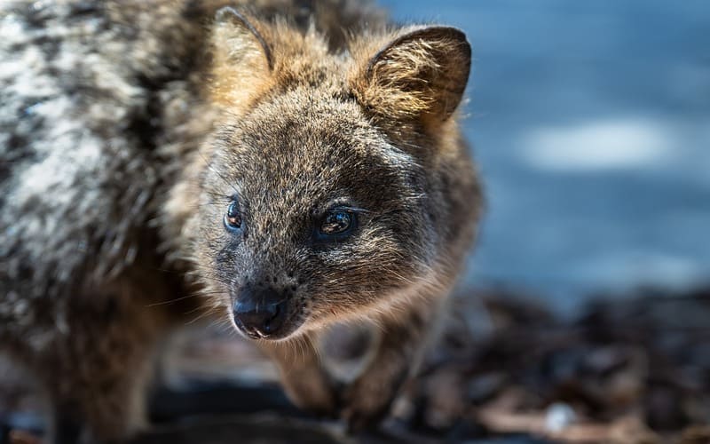 Quokka Names for Boys