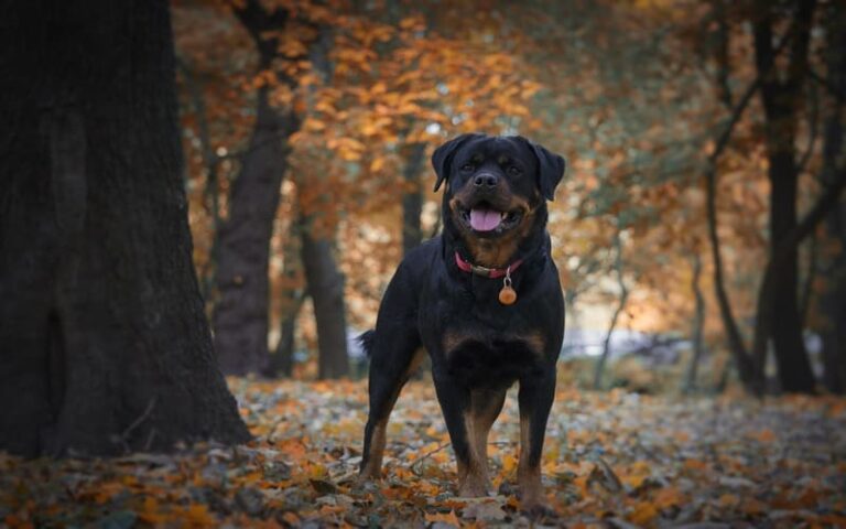 720 Strong Rottweiler Names for Your Mighty Companion