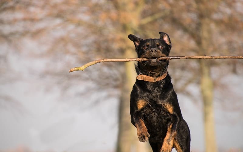 Rottweiler Names Male