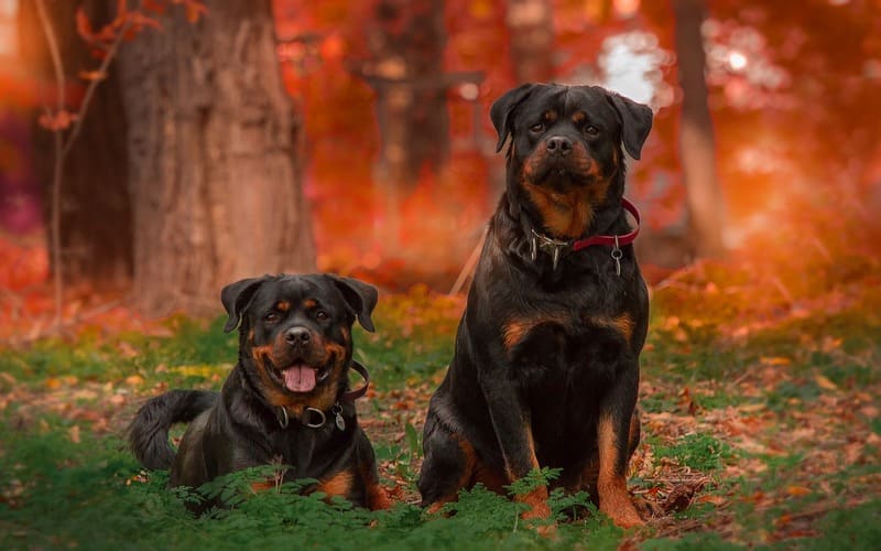 Rottweiler Names from Movies