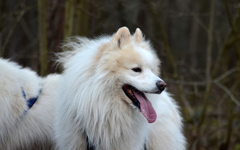 Samoyed Name Generator